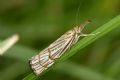 Chrysocrambus craterellus